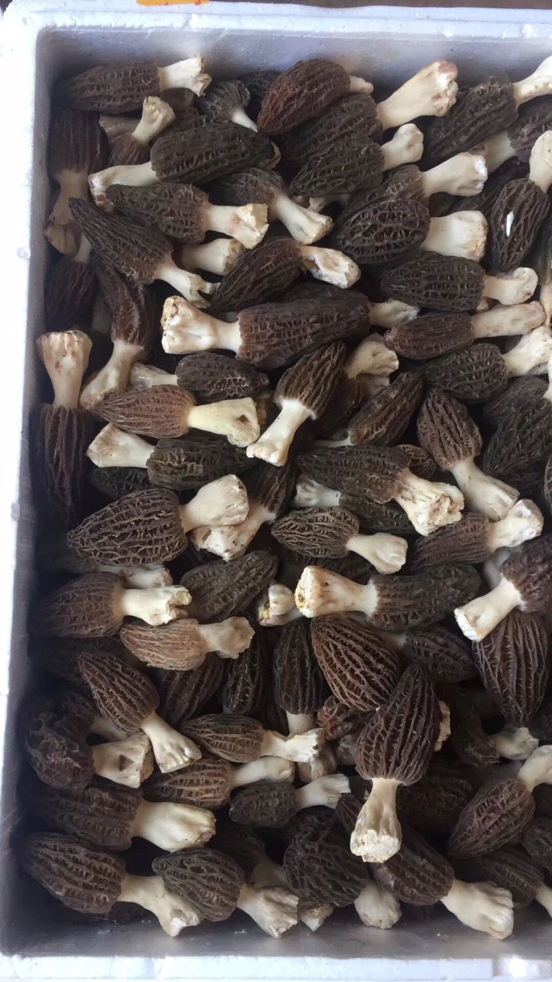鲜羊肚特价供应
