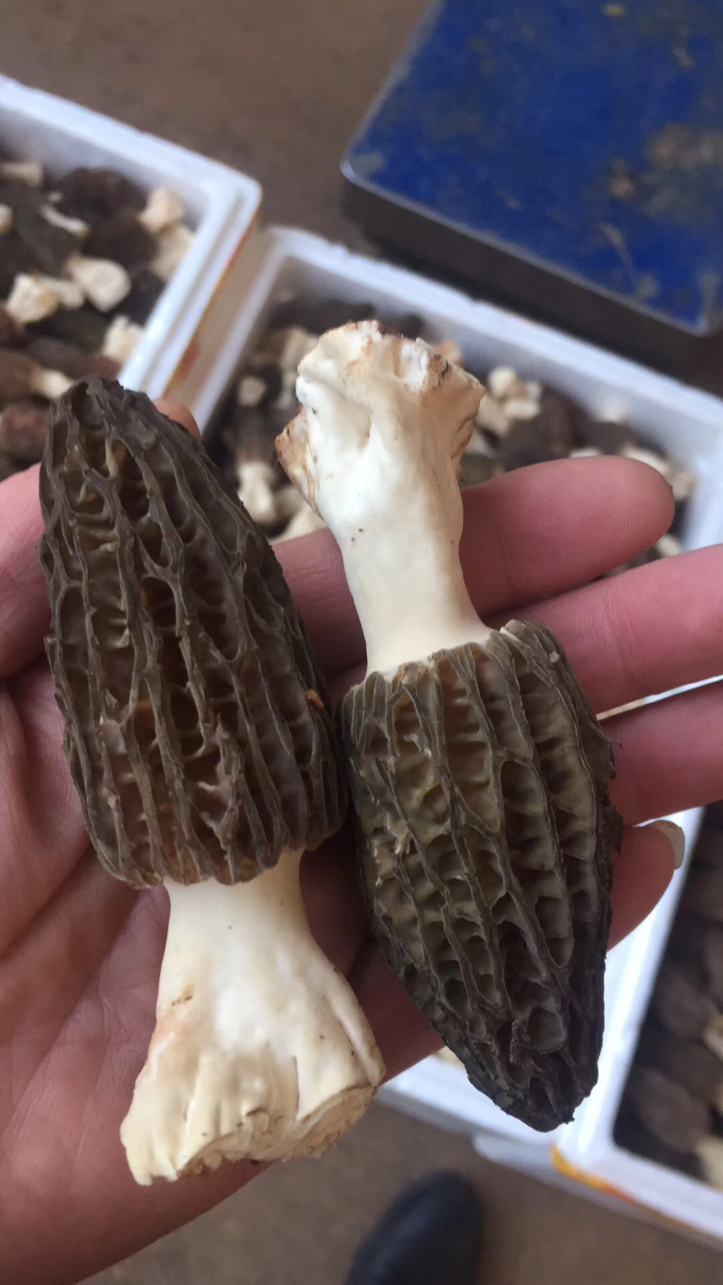 鲜羊肚特价供应