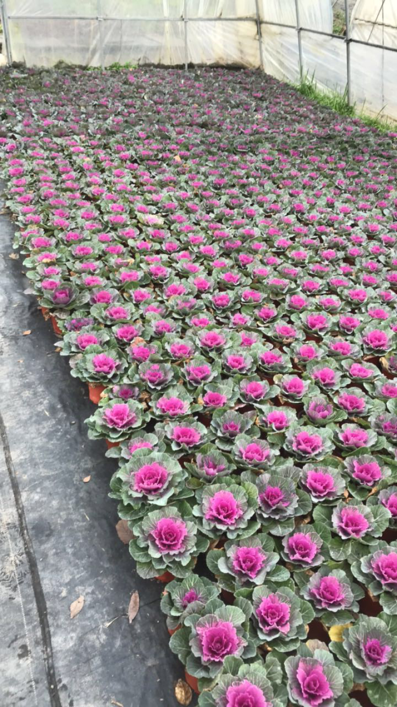 羽衣甘蓝盆栽