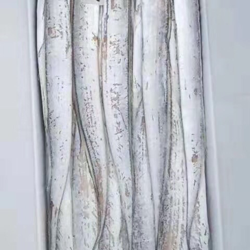 4一6刀鱼