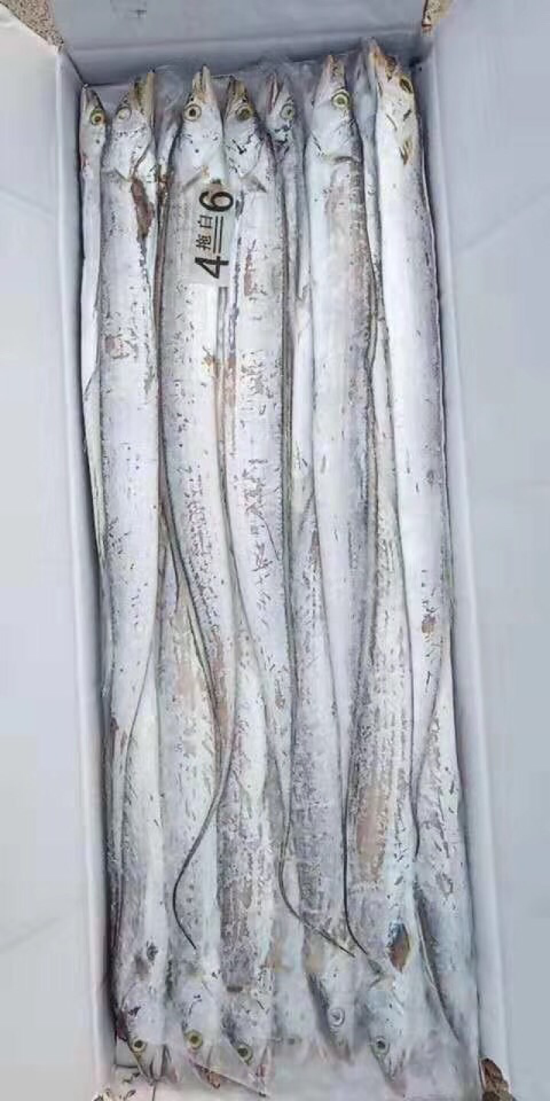 4一6刀鱼