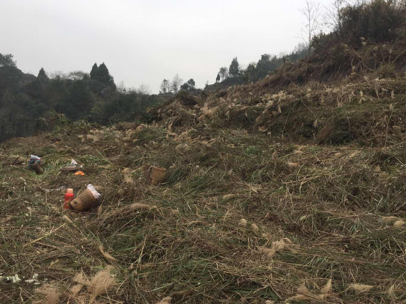 資源整合、招募有志人士、迷迭香经年优先