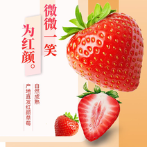 新鲜牛油草莓现摘牛奶草莓孕妇水果3斤红颜草莓99元顺丰包