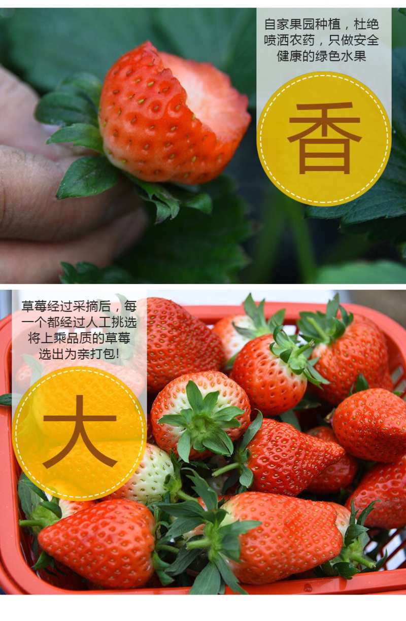新鲜牛油草莓现摘牛奶草莓孕妇水果3斤红颜草莓99元顺丰包