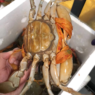 青蟹红膏蟹