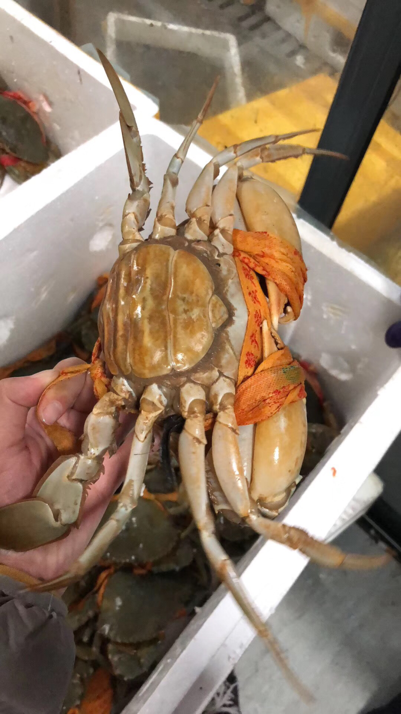 青蟹红膏蟹