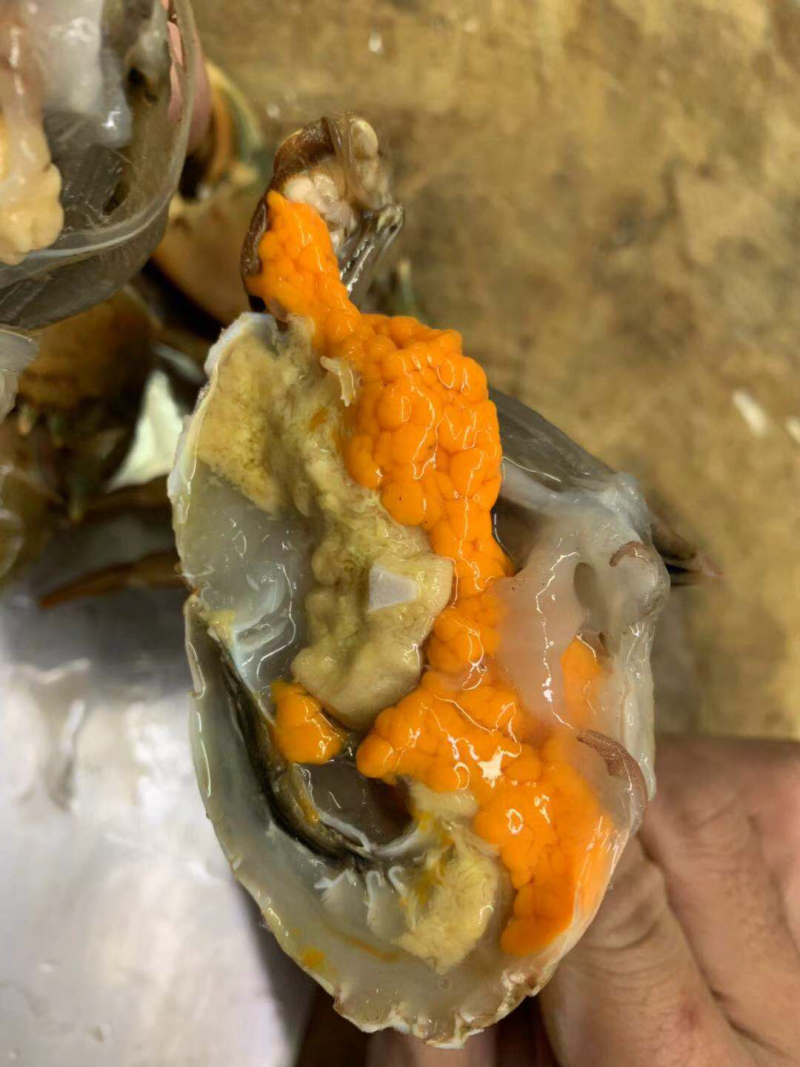 青蟹红膏蟹