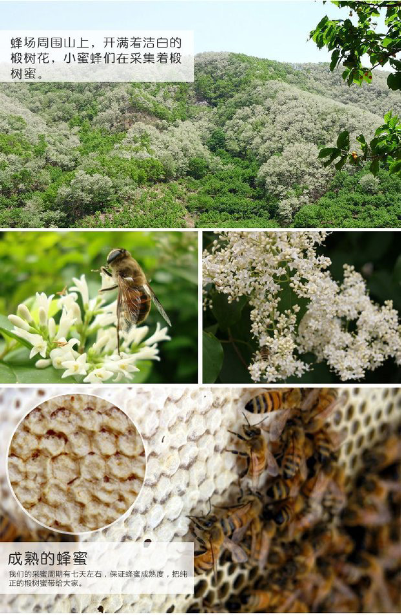 蜂巢蜜纯天然蜂蜜百花土蜂蜜