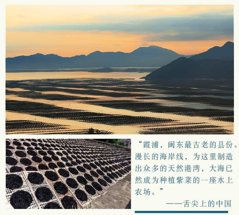 霞浦紫菜头水批发