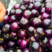 紫光圆茄，山东，河南，河北茄子3省的冬暖大棚主产区，