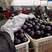 紫光圆茄，吴永征市场，全心全意为客商服务，专业5年代办