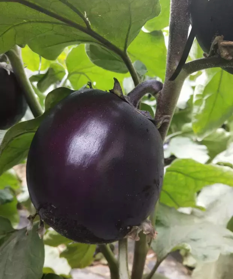 山东莘县紫光圆茄，可供应超市，市场，食堂