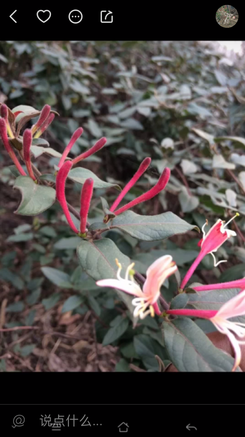 红银花树