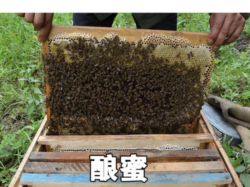 老蜂巢蜜纯正天然野生封盖老巢蜂窝蜜土蜂巢蜜老巢蜜50