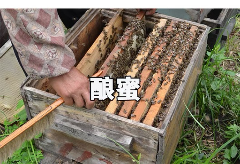 老蜂巢蜜纯正天然野生封盖老巢蜂窝蜜土蜂巢蜜老巢蜜50