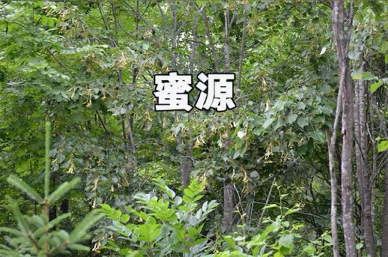 老蜂巢蜜纯正天然野生封盖老巢蜂窝蜜土蜂巢蜜老巢蜜50