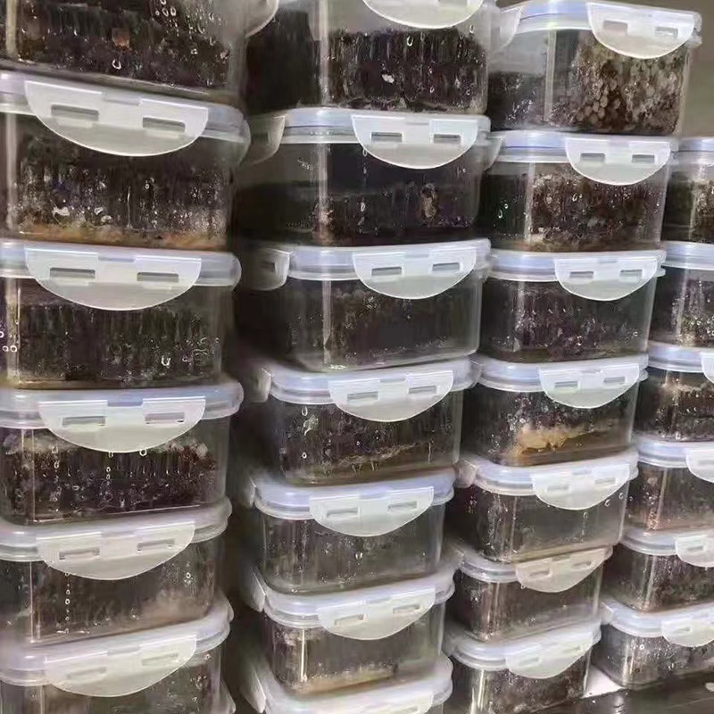 老蜂巢蜜纯正天然野生封盖老巢蜂窝蜜土蜂巢蜜老巢蜜50