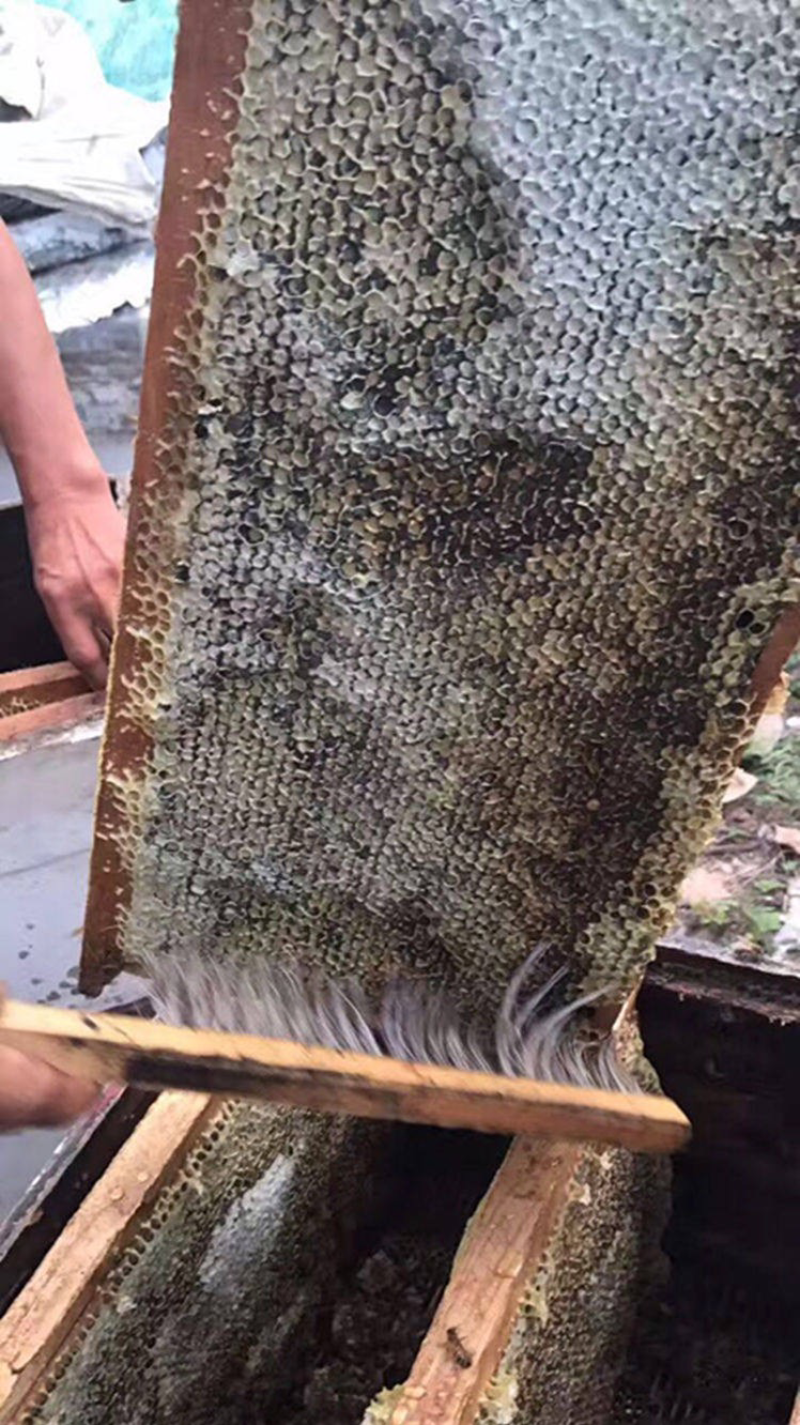 老蜂巢蜜纯正天然野生封盖老巢蜂窝蜜土蜂巢蜜老巢蜜50