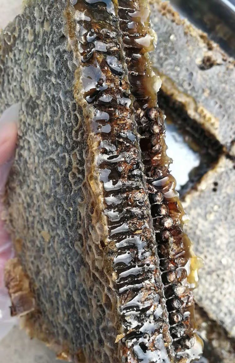 老蜂巢蜜纯正天然野生封盖老巢蜂窝蜜土蜂巢蜜老巢蜜50