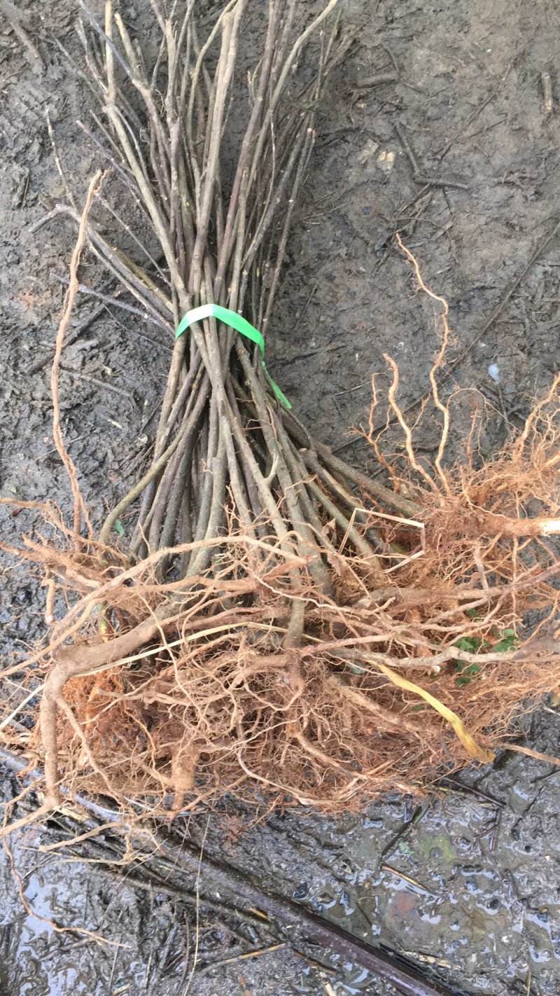中花吴茱萸苗存活率高