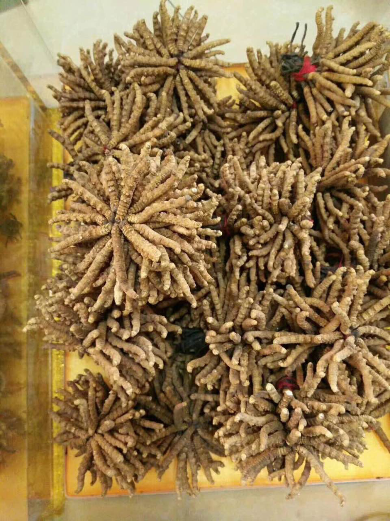 冬虫夏草