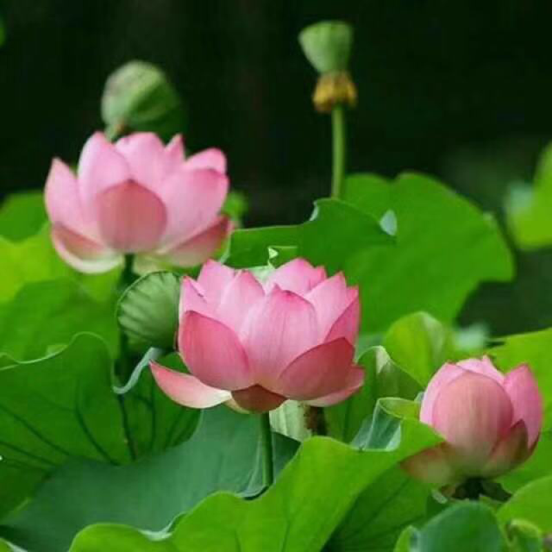 2018年新鲜荷花粉天然蜂花粉农家蜜蜂莲花粉纯正品未破壁