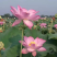 2018年新鲜荷花粉天然蜂花粉农家蜜蜂莲花粉纯正品未破壁