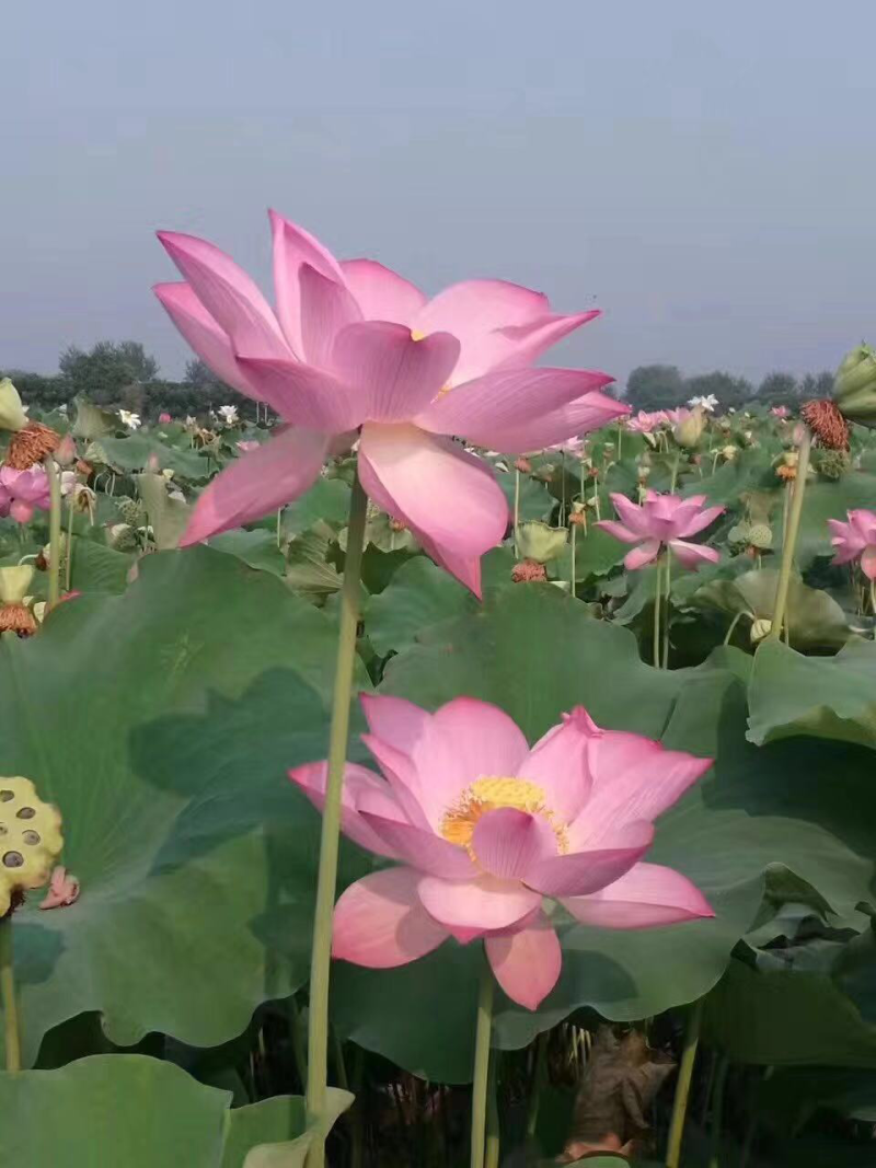 2018年新鲜荷花粉天然蜂花粉农家蜜蜂莲花粉纯正品未破壁