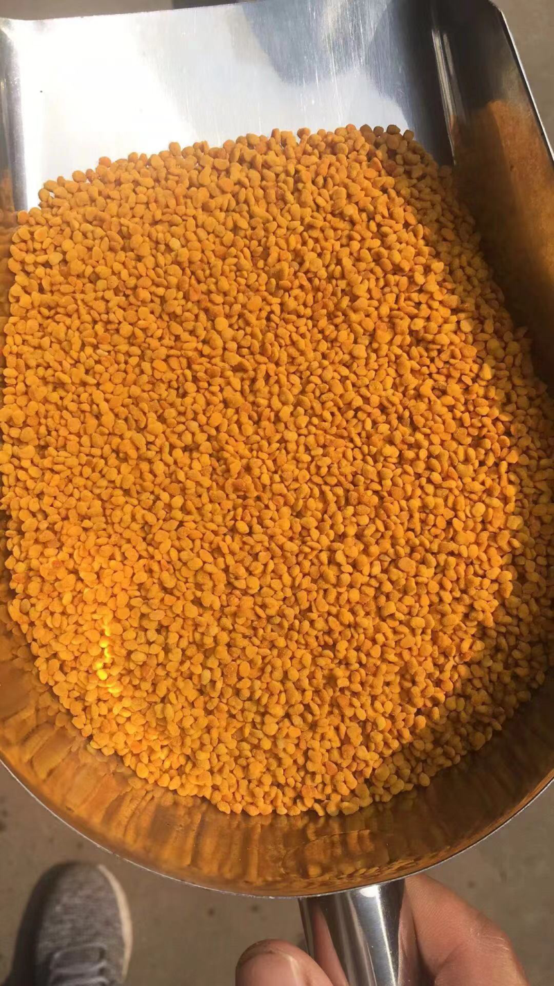 2018年新鲜荷花粉天然蜂花粉农家蜜蜂莲花粉纯正品未破壁