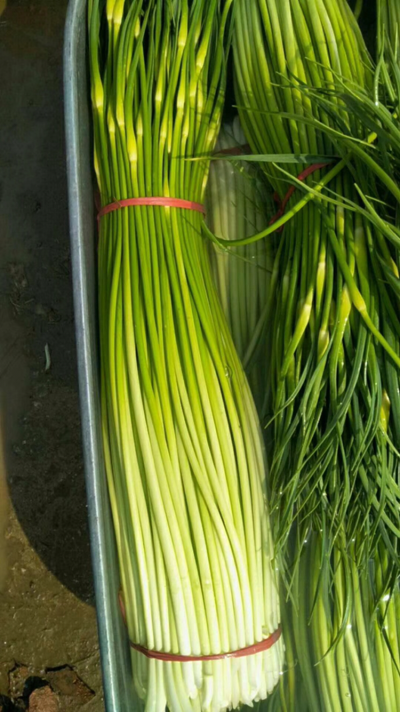 白帽蒜苔主产区收购市场产地直供物美价廉保质保量