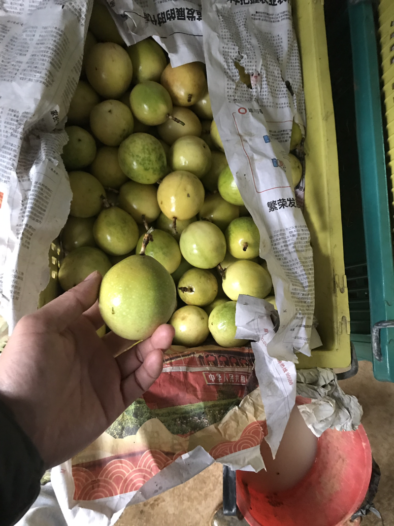 黄金百香果