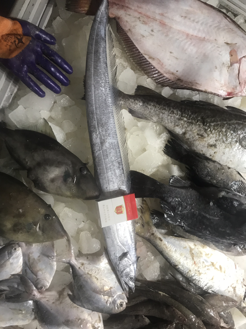 渤海湾大刀鱼