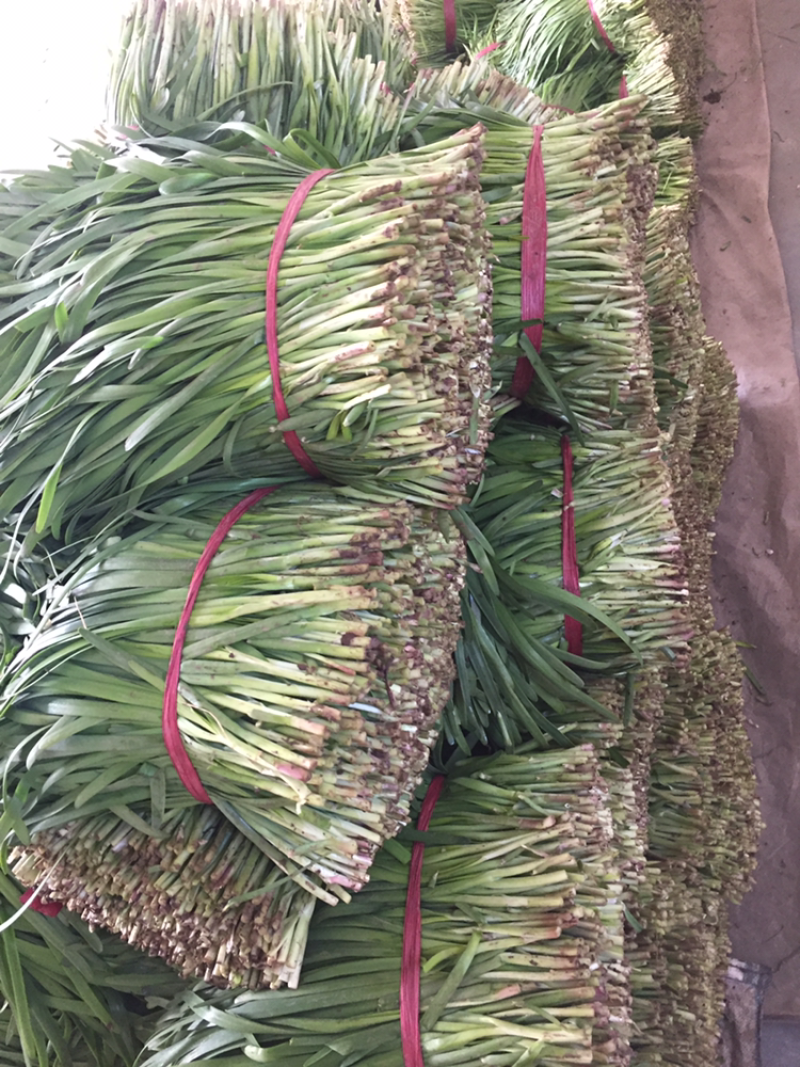 寿光韭菜欢迎您：头刀小叶精品小捆，产地直销，发货全国