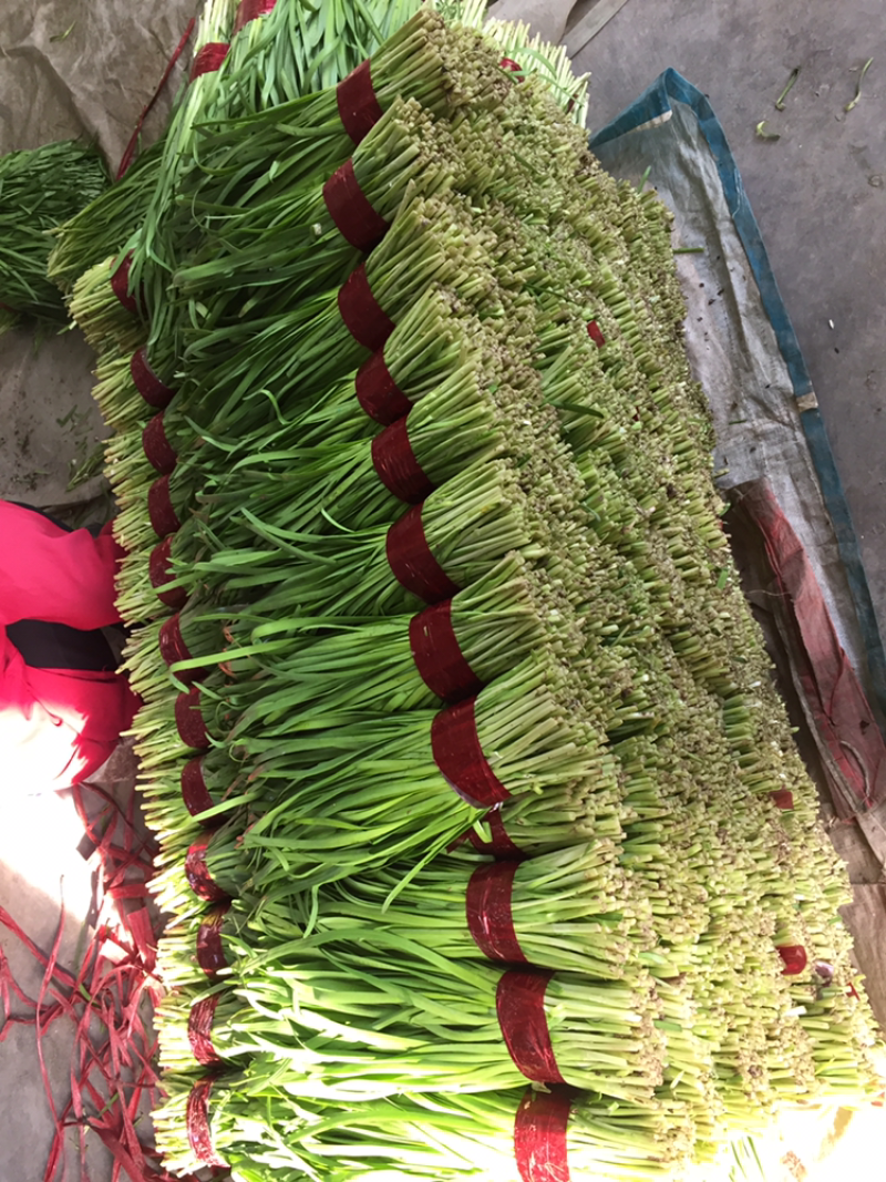 寿光韭菜欢迎您：头刀小叶精品小捆，产地直销，发货全国