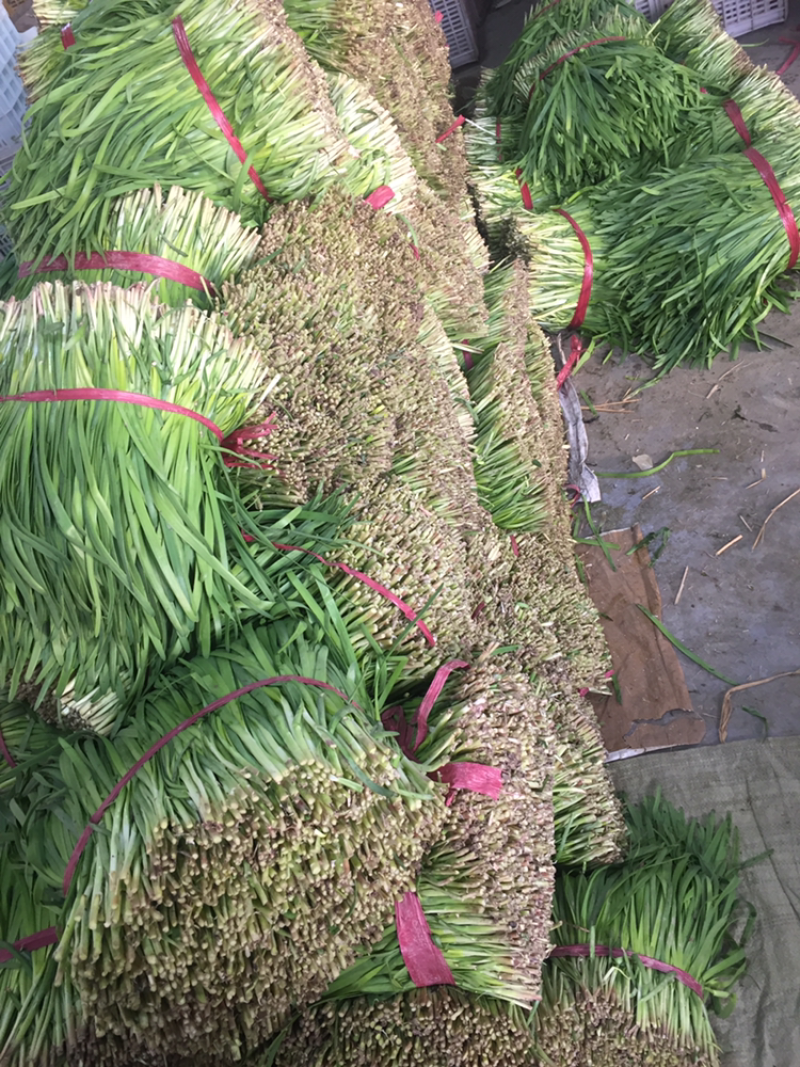 寿光韭菜欢迎您：头刀小叶精品小捆，产地直销，发货全国