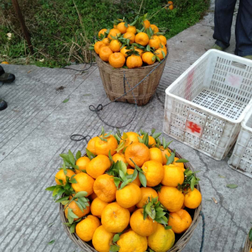 大量椪柑出货啦，长期代办各地货源