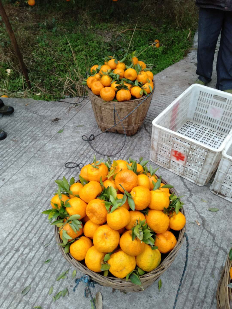 大量椪柑出货啦，长期代办各地货源