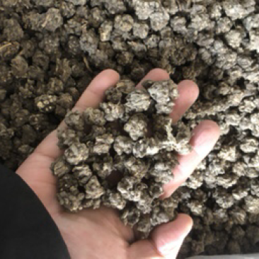猫爪草猫爪草满爪草大小