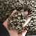 猫爪草猫爪草满爪草大小