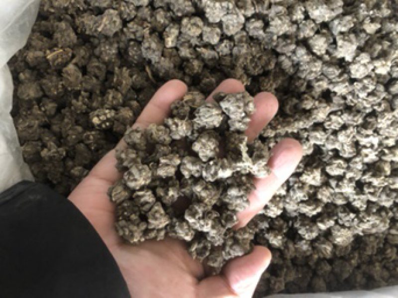 猫爪草猫爪草满爪草大小