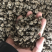 猫爪草猫爪草满爪草大小