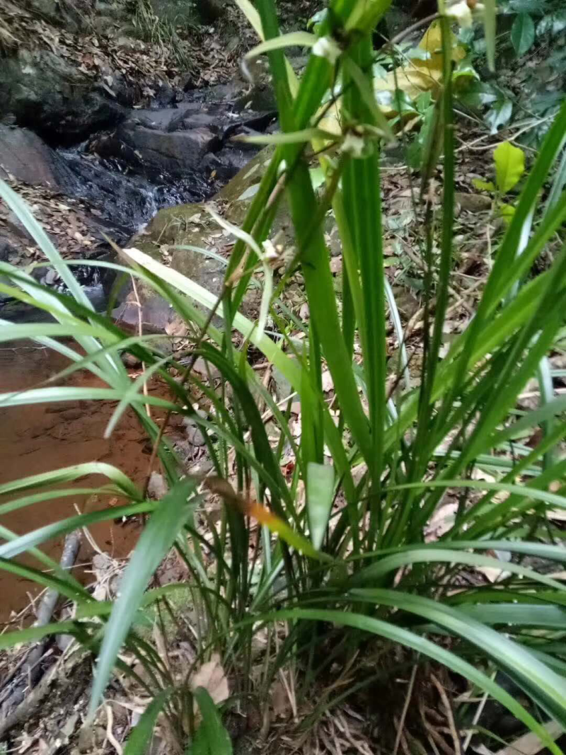 兰花野生特价出售现货