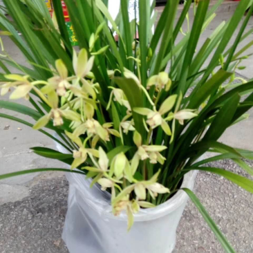 兰花野生特价出售现货