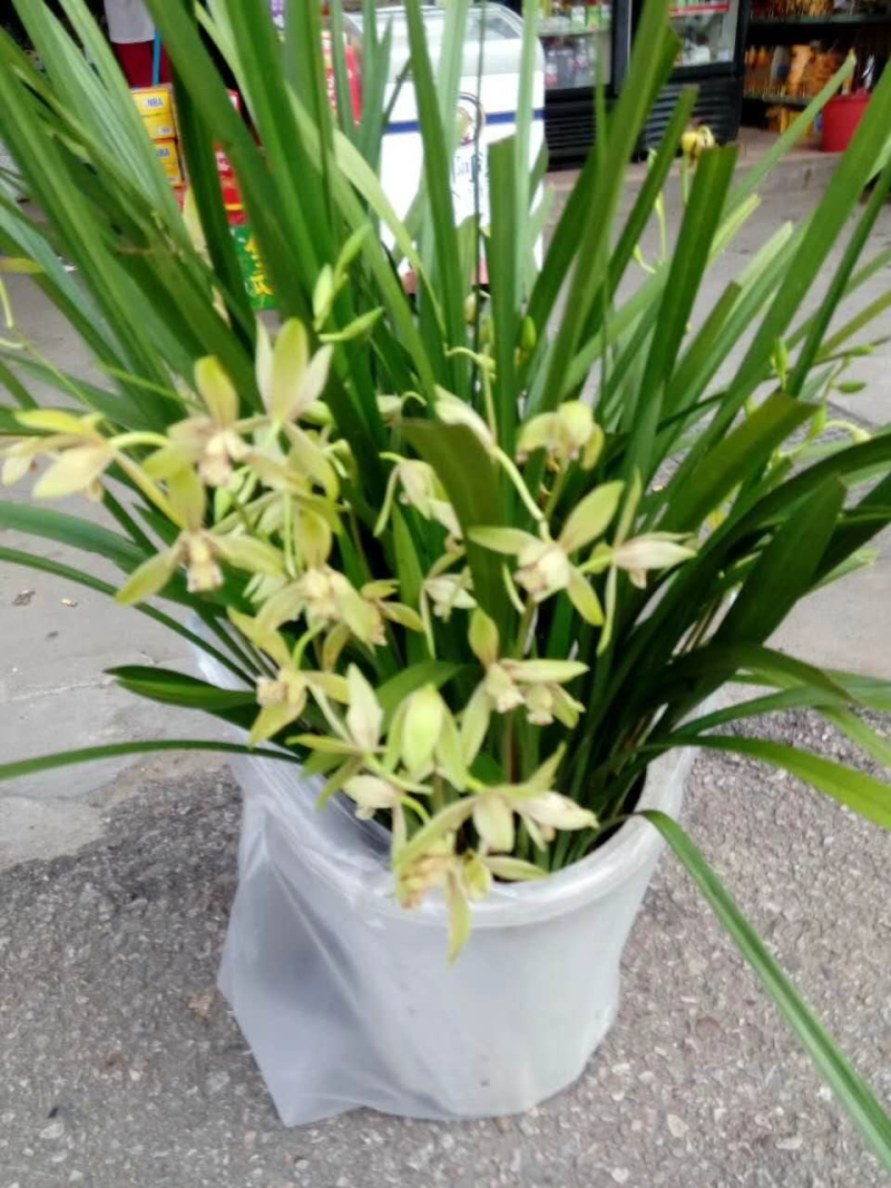 兰花野生特价出售现货