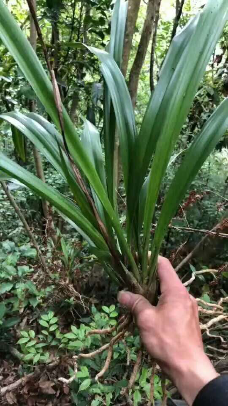 兰花野生特价出售现货