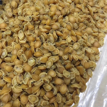 100头鲍鱼干