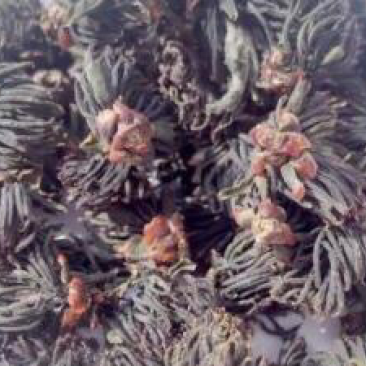 杜仲雄花