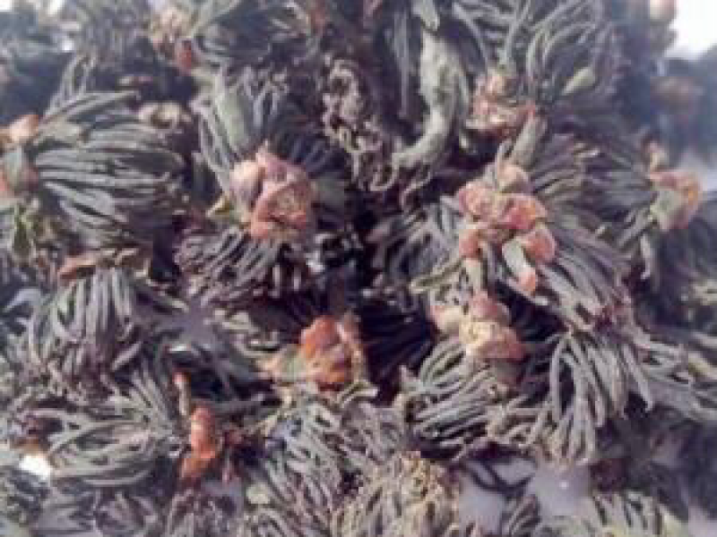 杜仲雄花