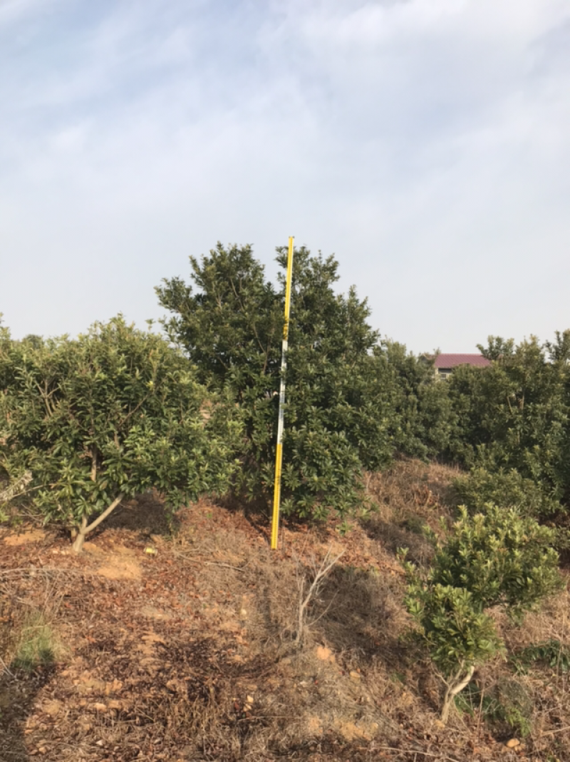 杨梅种植基地大量低价供应断根杨梅和工程杨梅