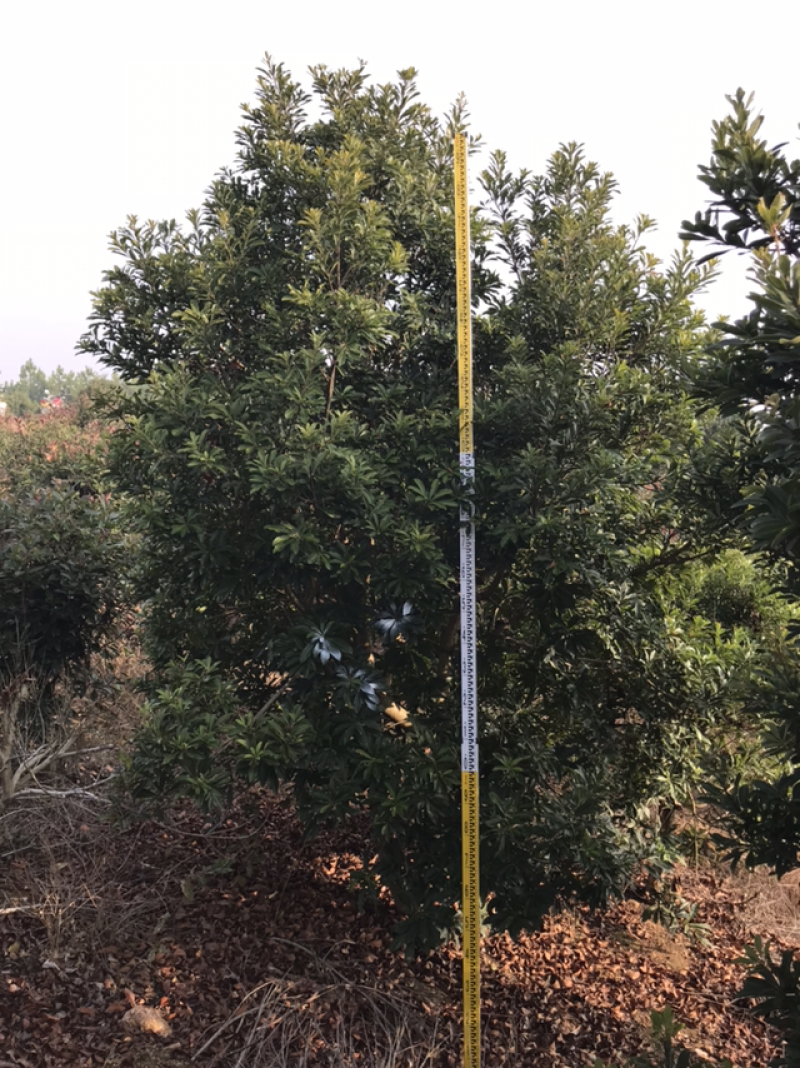 杨梅种植基地大量低价供应断根杨梅和工程杨梅